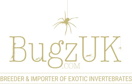 Bugzuk